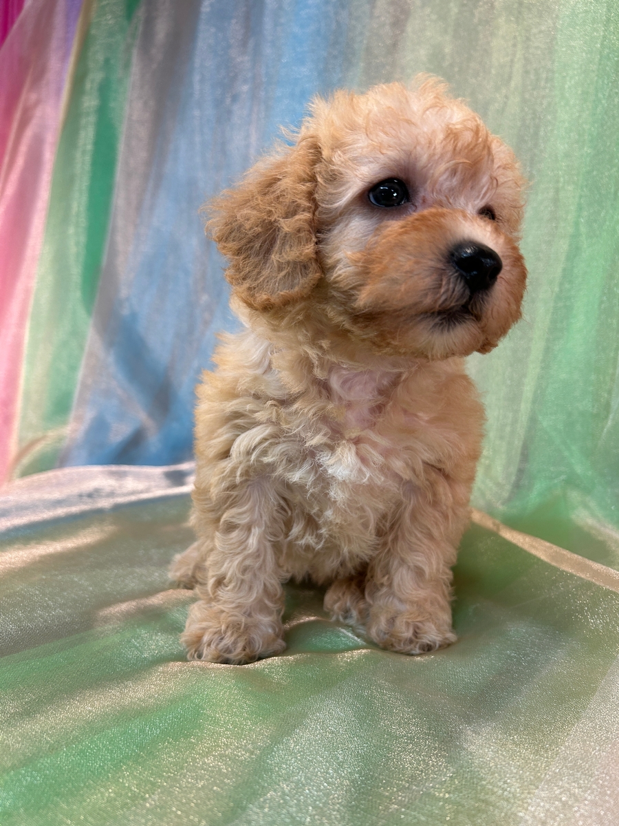 Female Mini Schnoodle Puppy for Sale DOB 7-31-2025 $950